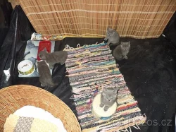 Britská modrá koťátka